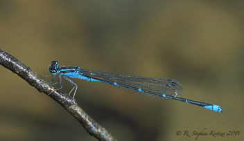 Enallagma exsulans, male